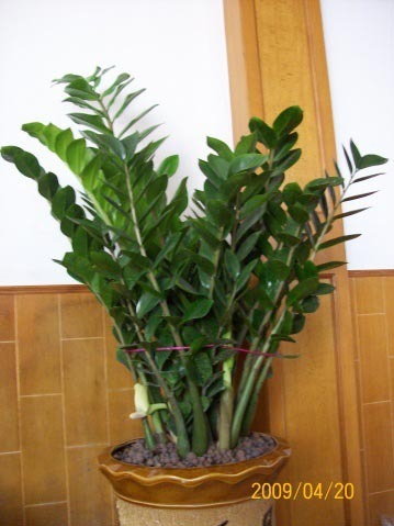 2011年家居旺财旺家的28种植物 2011年家居旺财旺家的28种植物