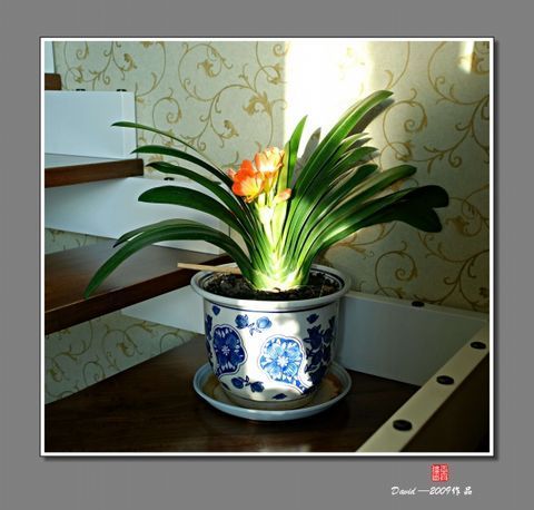 2011年家居旺财旺家的28种植物 2011年家居旺财旺家的28种植物