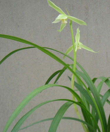 2011年家居旺财旺家的28种植物 2011年家居旺财旺家的28种植物