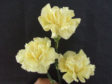 2011年家居旺财旺家的28种植物 2011年家居旺财旺家的28种植物