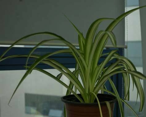 2011年家居旺财旺家的28种植物 2011年家居旺财旺家的28种植物