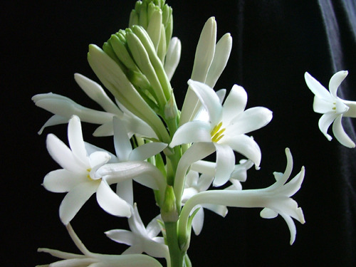 2011年家居旺财旺家的28种植物 2011年家居旺财旺家的28种植物